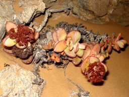 Crassula sladenii
