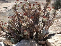 Crassula sladenii