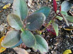 Crassula streyi
