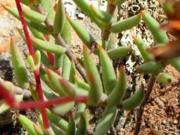 Crassula subaphylla var. subaphylla lush leaves