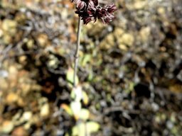Crassula subaphylla var. subaphylla dry flowers