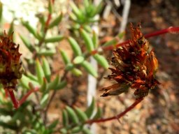 Crassula subaphylla var. subaphylla old flowers