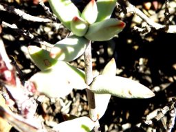Crassula subaphylla var. subaphylla stem tip