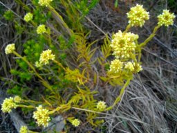 Crassula subulata