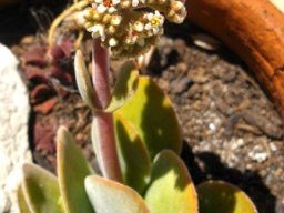 Crassula swaziensis