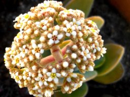 Crassula swaziensis inflorescence