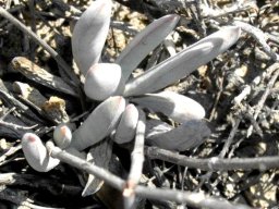 Crassula tecta leaves