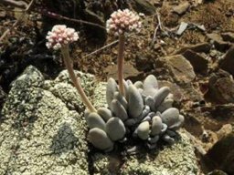 Crassula tecta