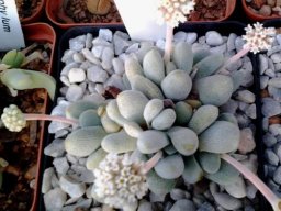 Crassula tecta flowers