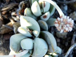 Crassula tecta languid leanings