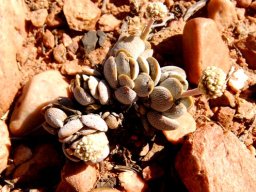 Crassula tecta leaf papillae
