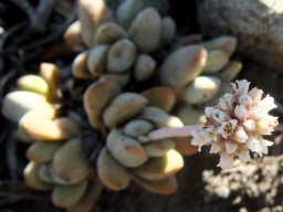 Crassula tecta allowing a peek