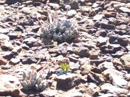 Crassula tecta undaunted
