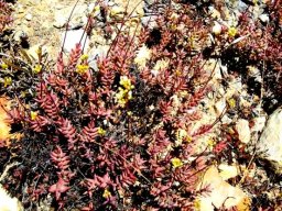 Crassula tetragona coloured by December sun