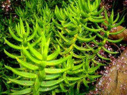 Crassula tetragona subsp. acutifolia