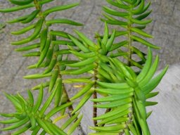 Crassula tetragona subsp. robusta