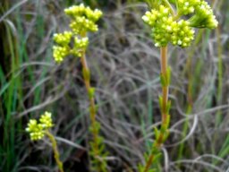 Crassula tetragona in montane grass