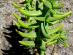 Crassula tetragona claw-like leaves