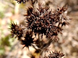 Crassula tomentosa var. tomentosa dead flowers