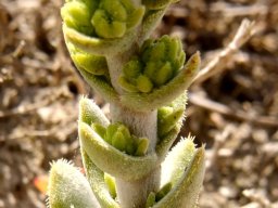 Crassula tomentosa var. tomentosa bud clusters