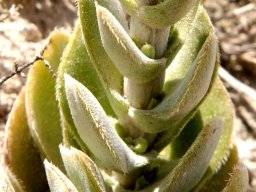 Crassula tomentosa var. tomentosa stem leaves