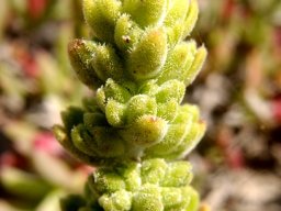Crassula tomentosa var. tomentosa inflorescence tip