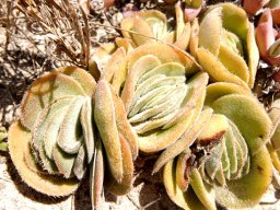Crassula tomentosa var. tomentosa multiple rosettes