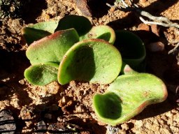 Crassula tomentosa var. glabrifolia
