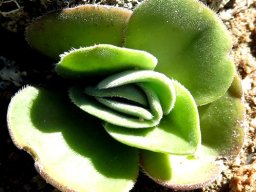 Crassula tomentosa var. tomentosa leaves