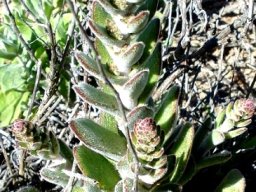 Crassula tomentosa var. tomentosa