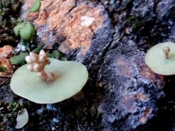 Crassula umbella realities