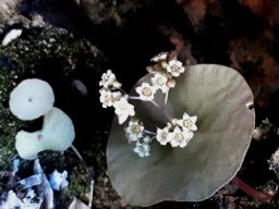 Crassula umbella, a versatile species