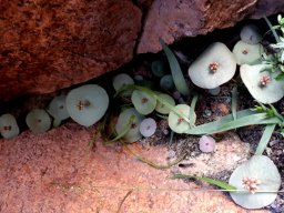 Crassula umbella high privacy requirements