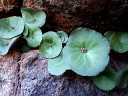 Crassula umbella leaves and buds