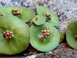 Crassula umbella flowering saucers