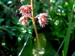 Crassula umbella