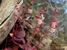 Crassula umbella floral and blushing