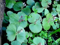 Crassula umbella