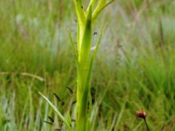 Crassula vaginata subsp. vaginata