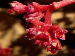 Crassula vaillantii compact flowers