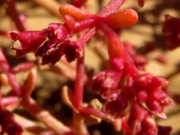 Crassula vaillantii leaves paler than the rest