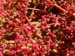 Crassula vaillantii fleshy carpet