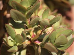 Crassula species, maybe ovata