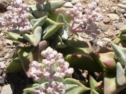Crassula deltoidea 