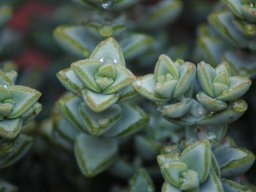 Crassula rupestris