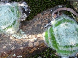 Crassula barbata
