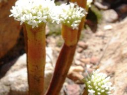 Crassula pyramidalis flowering