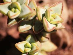 Crassula rupestris stem-tip leaves