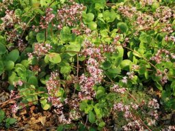 Crassula multicava flowering