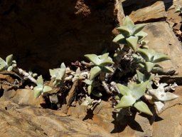 Crassula deltoidea among rocks